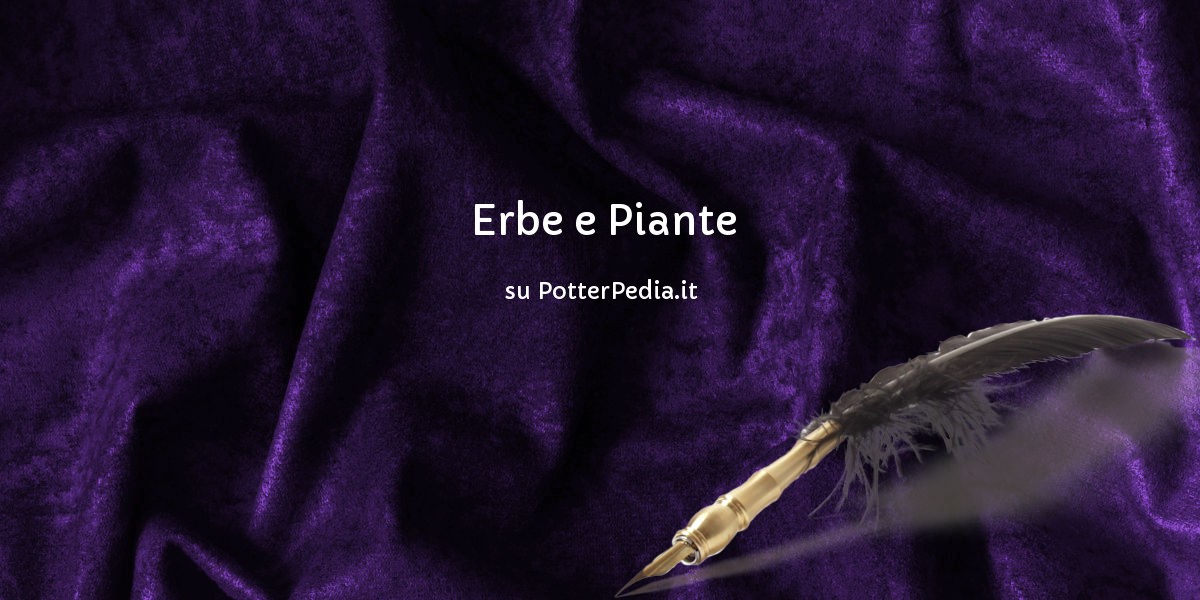 Mandragola, belladonna, erba del diavolo…le pozioni magiche in Harry Potter  e nella vita reale - Il Superuovo